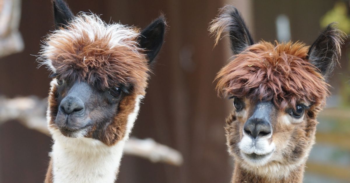 Alpaca Color Chart